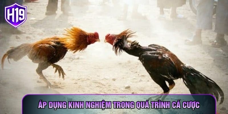 Áp dụng kinh nghiệm trong quá trình cá cược