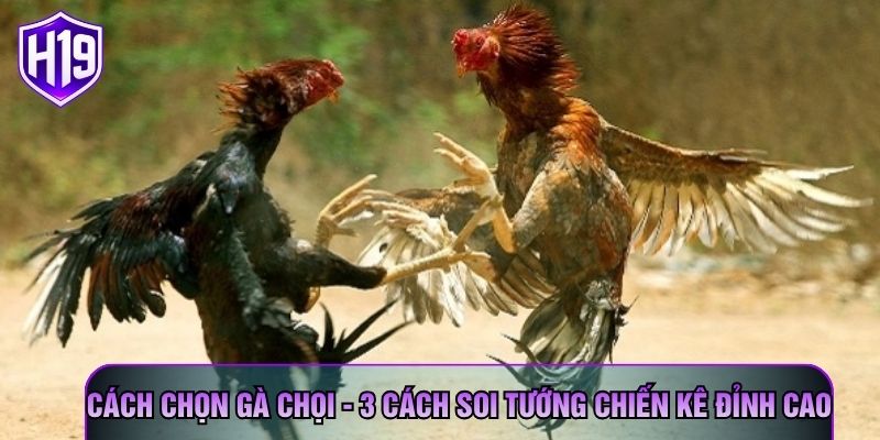 Cách Chọn Gà Chọi - 3 Cách Soi Tướng Chiến Kê Đỉnh Cao