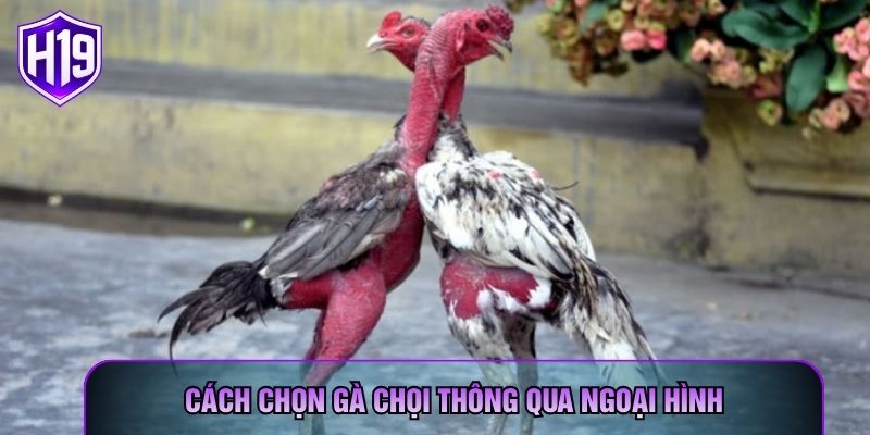 Cách chọn gà chọi thông qua ngoại hình
