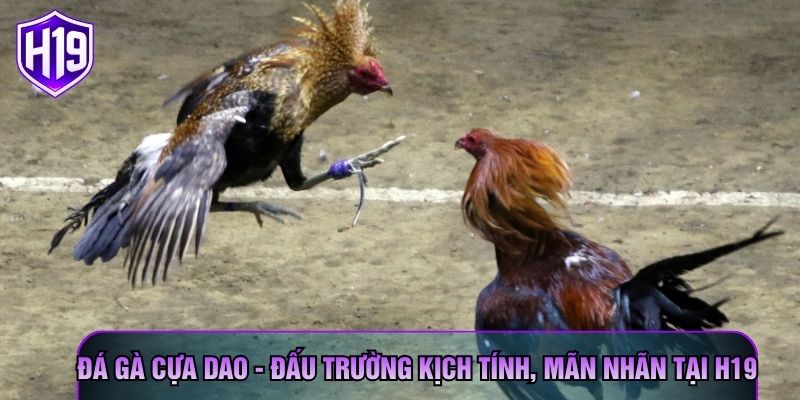 Đá Gà Cựa Dao - Đấu Trường Kịch Tính, Mãn Nhãn Tại H19