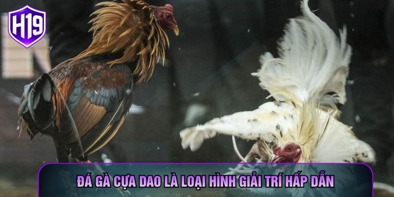 Đá gà cựa dao là loại hình giải trí hấp dẫn