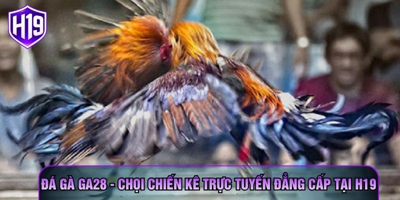 Đá Gà GA28 - Chọi Chiến Kê Trực Tuyến Đẳng Cấp Tại H19
