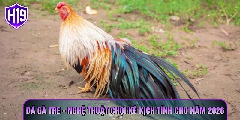 Đá Gà Tre - Nghệ Thuật Chọi Kê Kịch Tính Cho Năm 2026