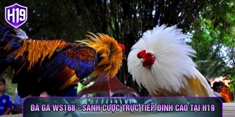 Đá Gà WS168 - Sảnh Cược Trực Tiếp Đỉnh Cao Tại H19