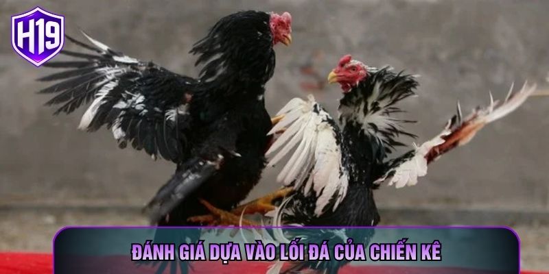 Đánh giá dựa vào lối đá của chiến kê