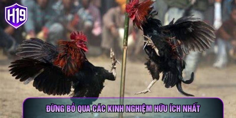 Đừng bỏ qua các kinh nghiệm hữu ích nhất