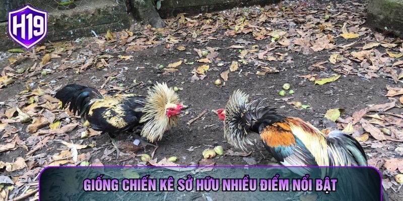 Giống chiến kê sở hữu nhiều điểm nổi bật