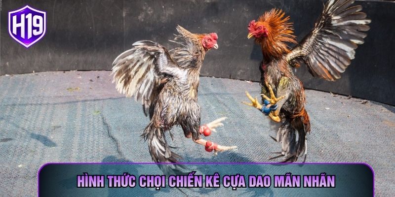 Hình thức chọi chiến kê cựa dao mãn nhãn