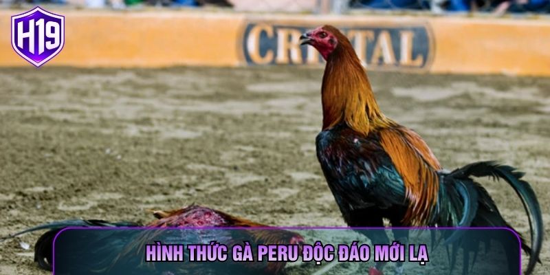 Hình thức gà Peru độc đáo mới lạ