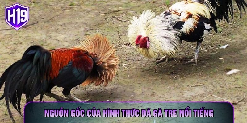Nguồn gốc của hình thức đá gà tre nổi tiếng