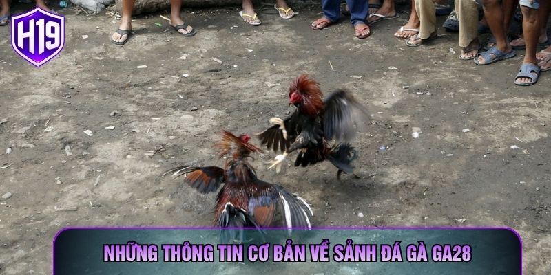 Những thông tin cơ bản về sảnh đá gà GA28