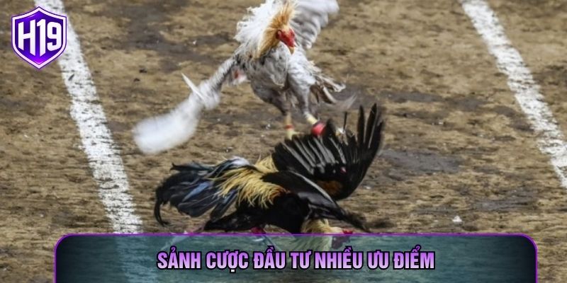 Sảnh cược đầu tư nhiều ưu điểm