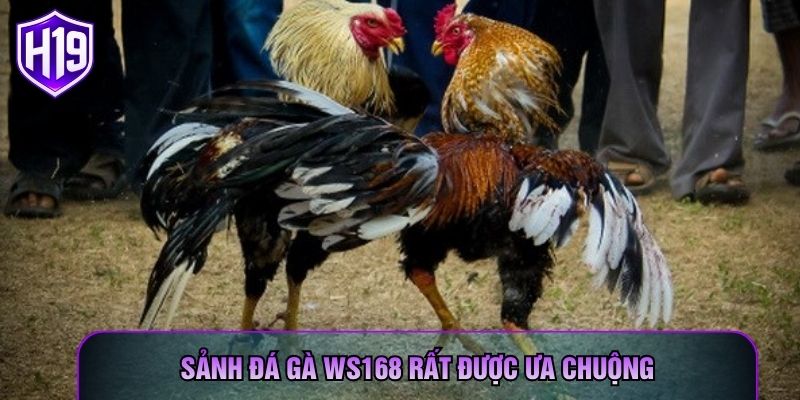 Sảnh đá gà WS168 rất được ưa chuộng