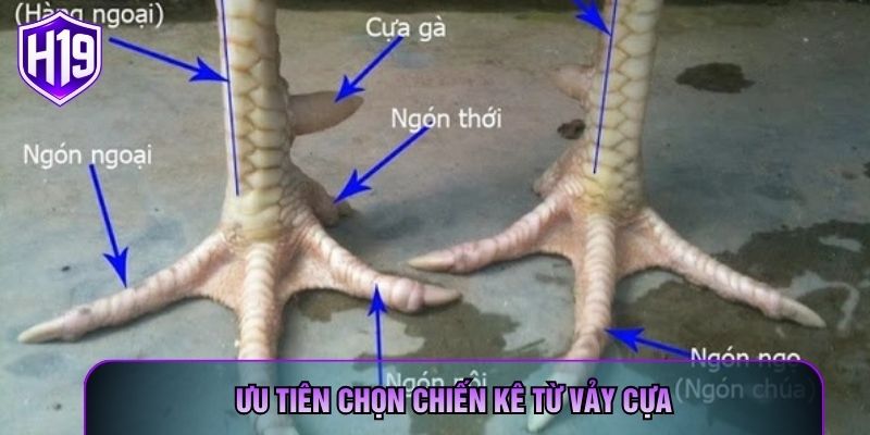 Ưu tiên chọn chiến kê từ vảy cựa